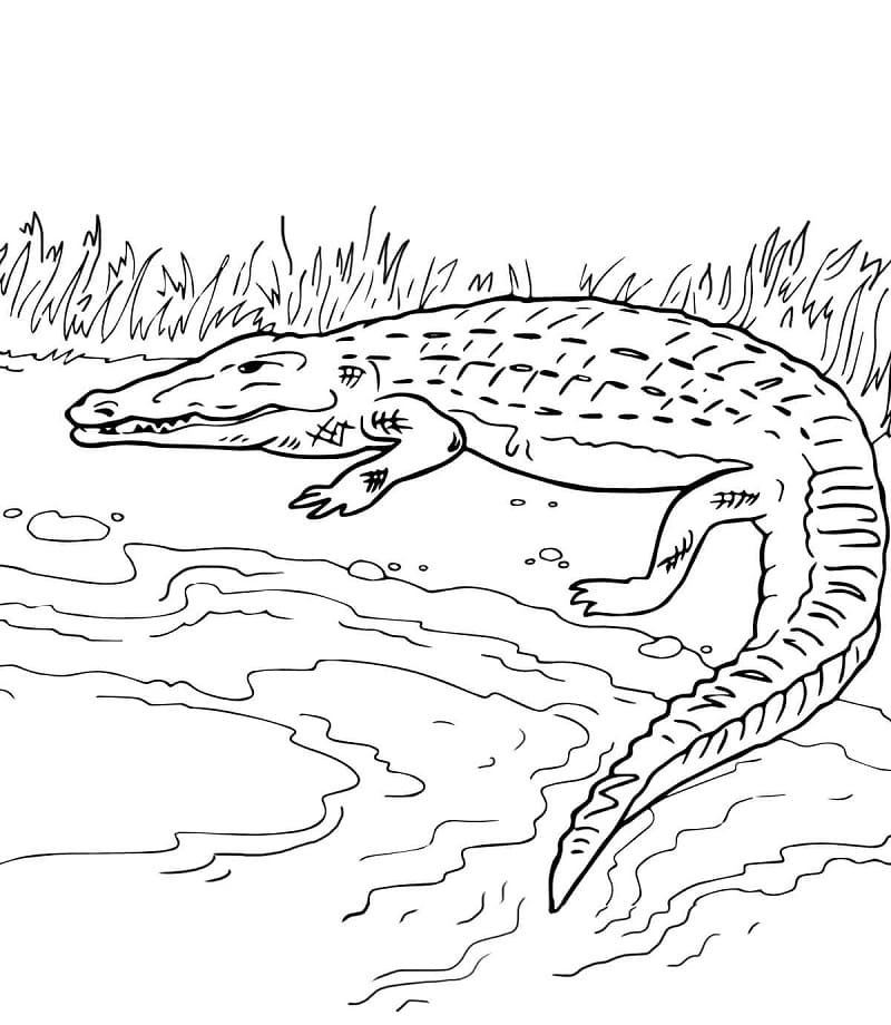Раскраска Крокодил 15