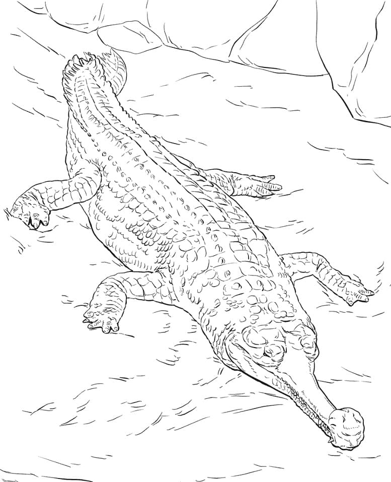 Раскраска Крокодил 16