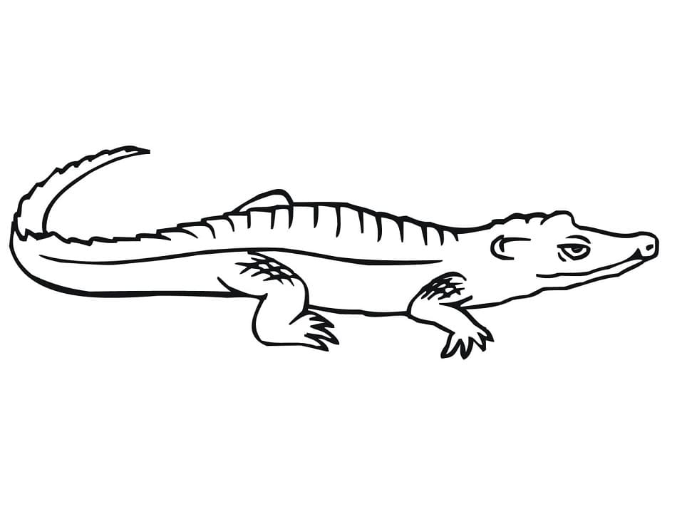 Раскраска Крокодил 2