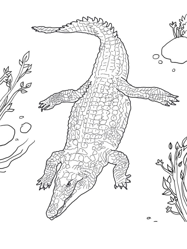 Раскраска Крокодил 4
