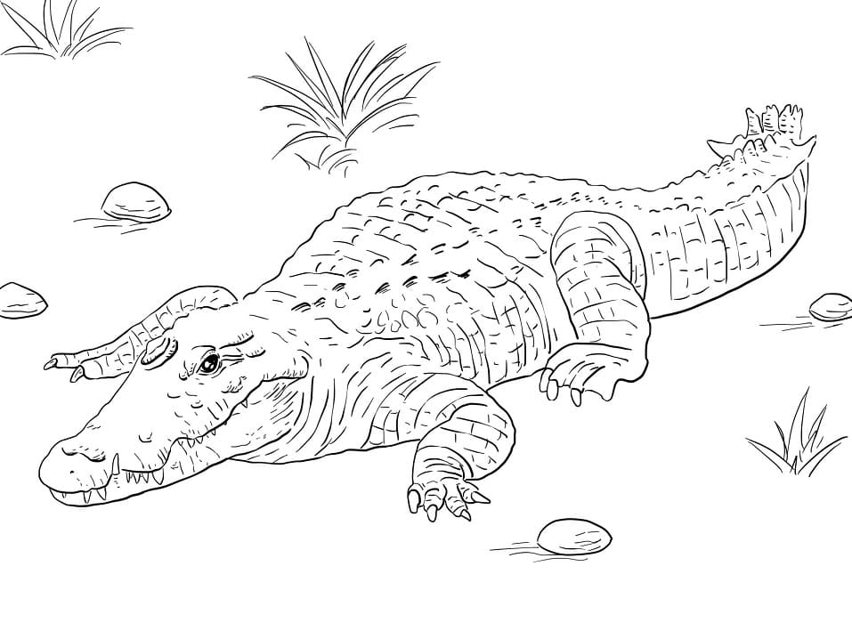 Раскраска Крокодил 5