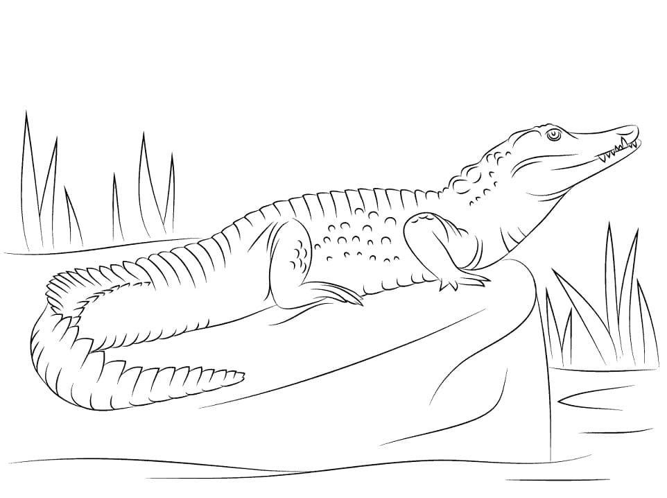 Раскраска Крокодил 6