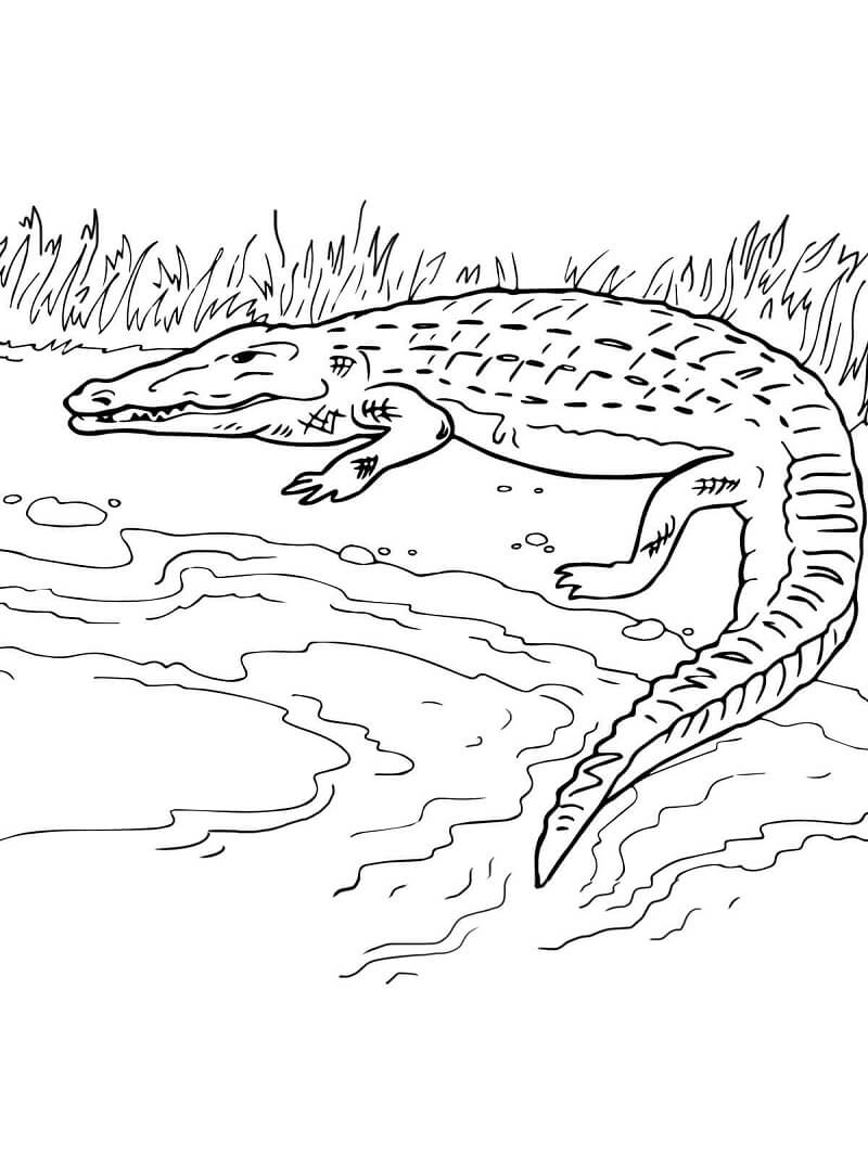 Раскраска крокодил на берегу