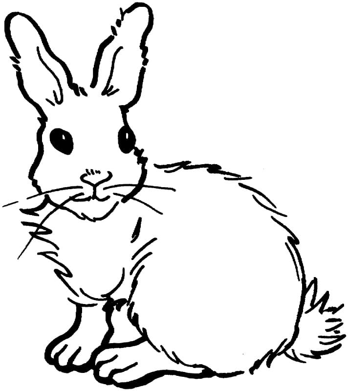 Раскраска Кролик 1