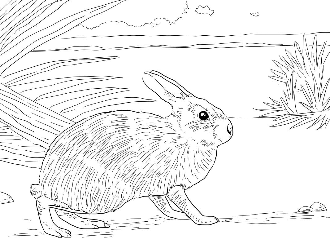 Раскраска Кролик 14
