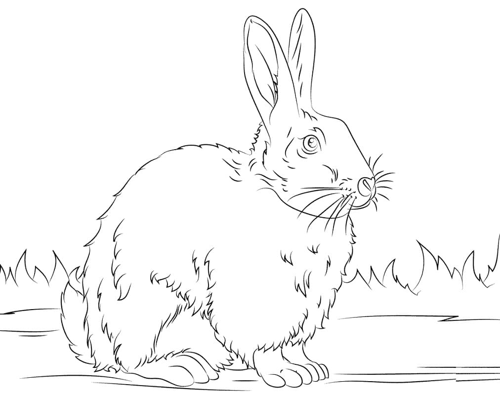 Раскраска Кролик 15