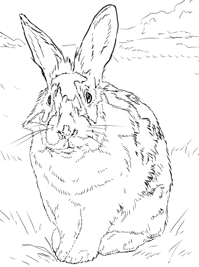 Раскраска Кролик 16