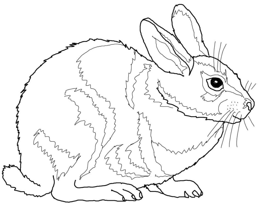 Раскраска Кролик 19
