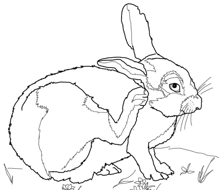 Раскраска Кролик 20