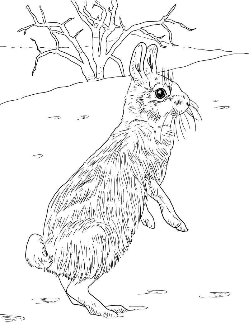 Раскраска Кролик 21