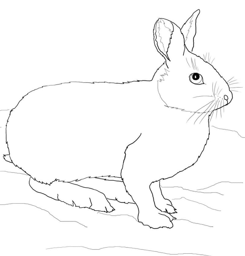 Раскраска Кролик 29