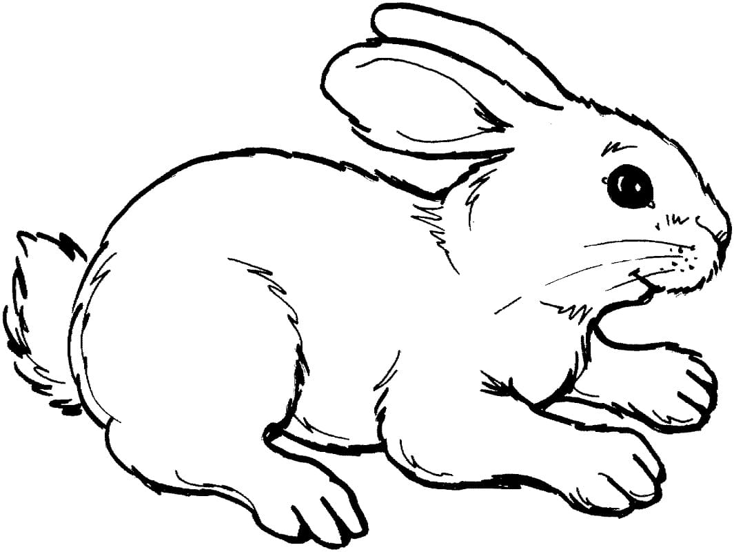 Раскраска Кролик 3