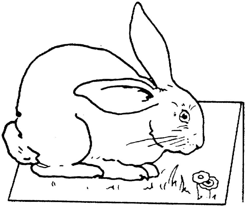 Раскраска Кролик 31