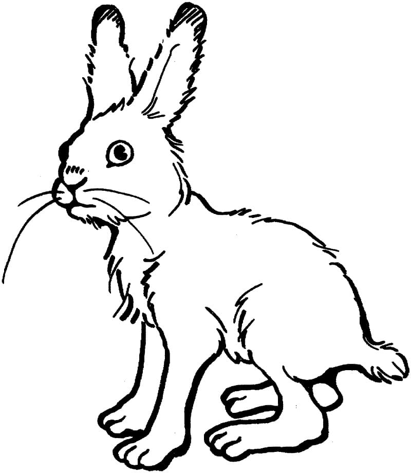 Раскраска Кролик 7