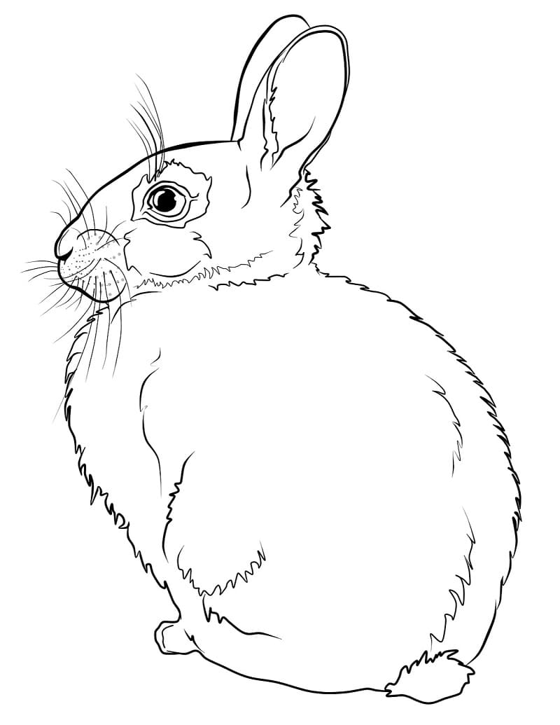 Раскраска Кролик 8