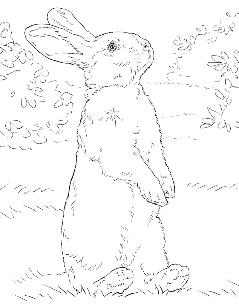 Раскраска Кролик 9