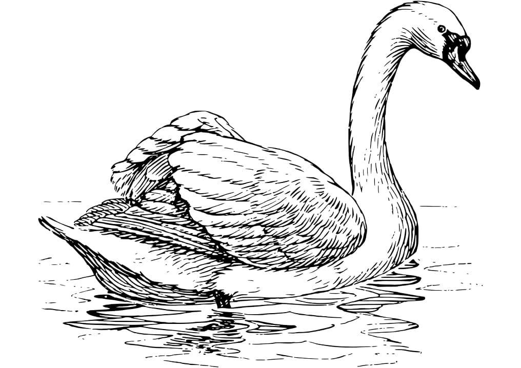Раскраска Лебедь 1