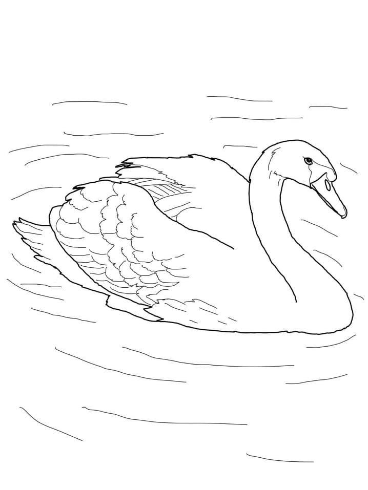 Раскраска Лебедь-шипун в пруду