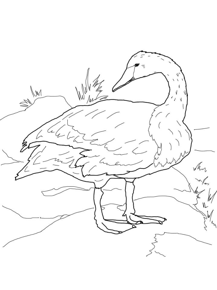 Раскраска Лебедь-трубач на берегу