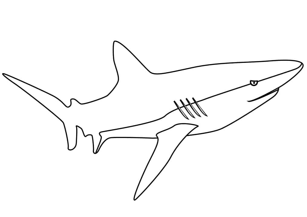 Раскраска Легкая Акула 2