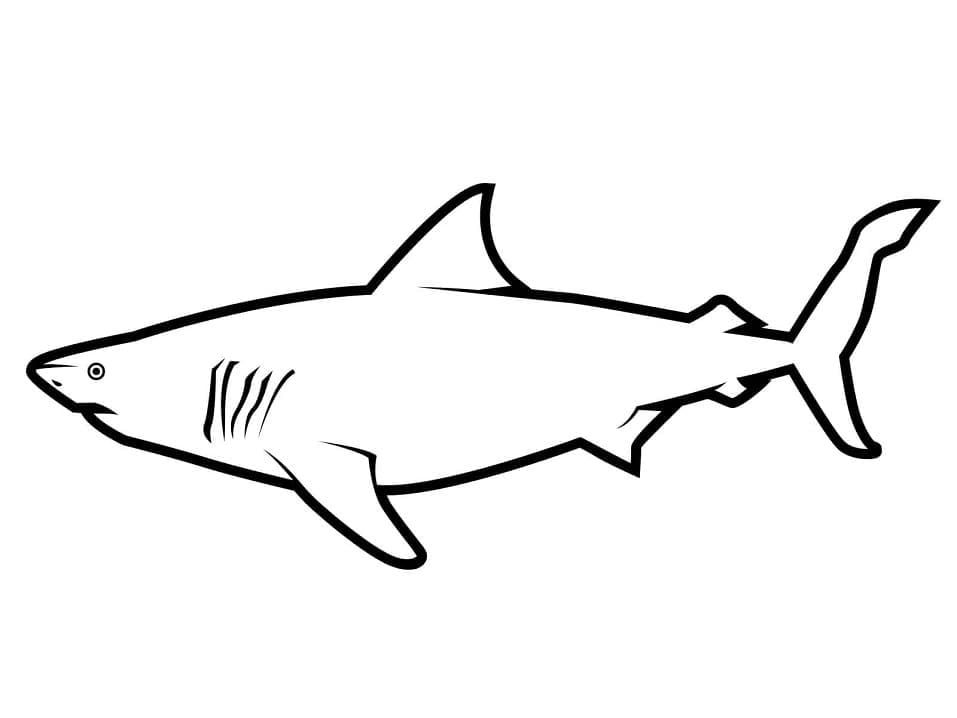 Раскраска Легкая Акула 4