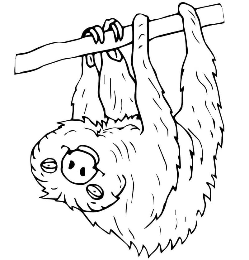Раскраска ленивец на ветке 1