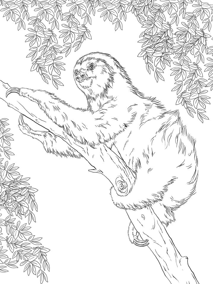 Раскраска ленивец на ветке 2