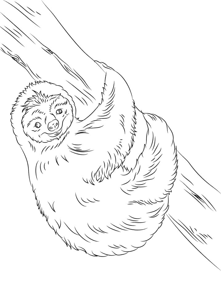 Раскраска ленивец на ветке 3
