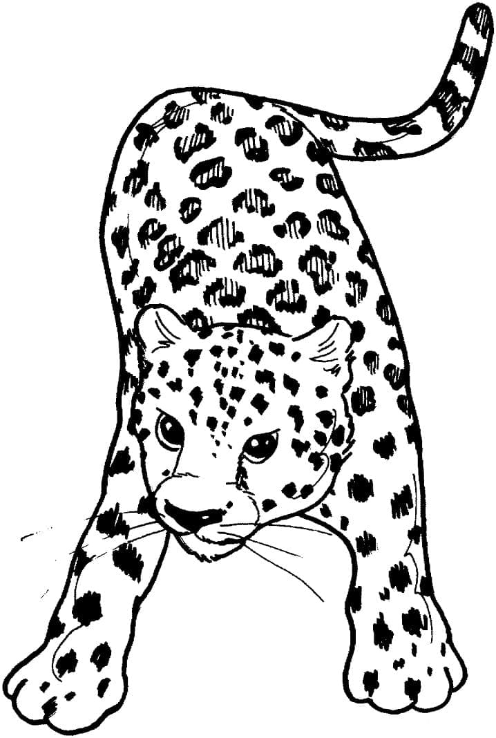 Раскраска Леопард 12
