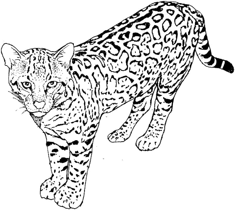 Раскраска Леопард 14