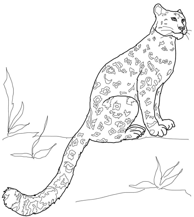 Раскраска Леопард 16