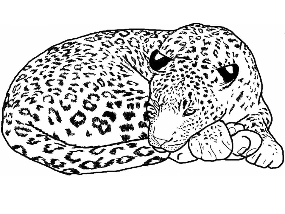 Раскраска Леопард 22