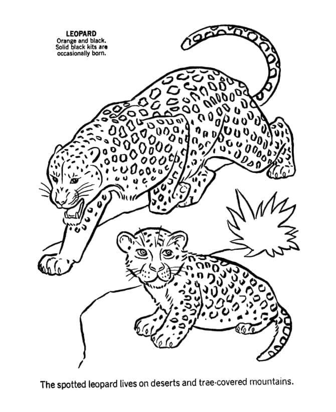 Раскраска Леопард 23