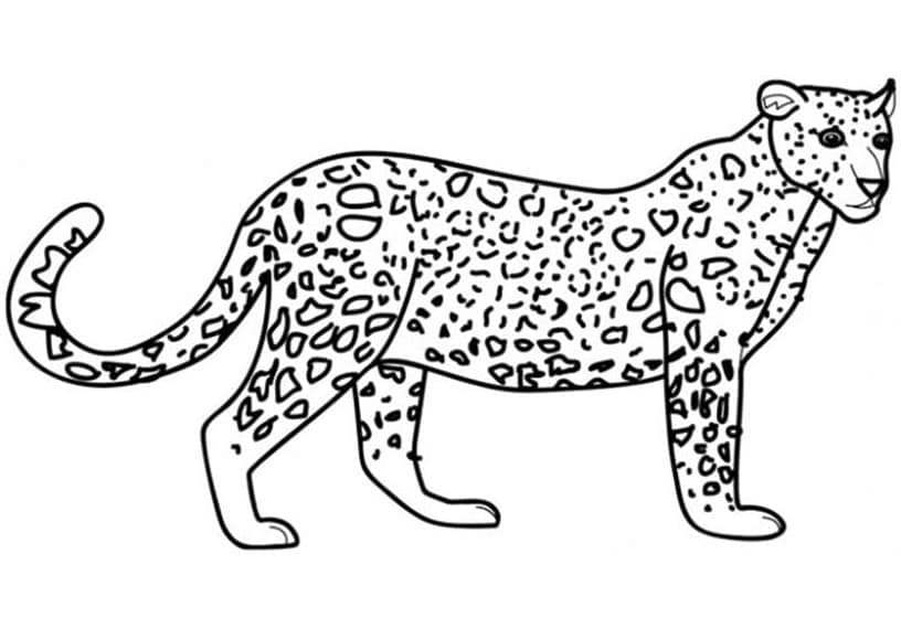 Раскраска Леопард 29