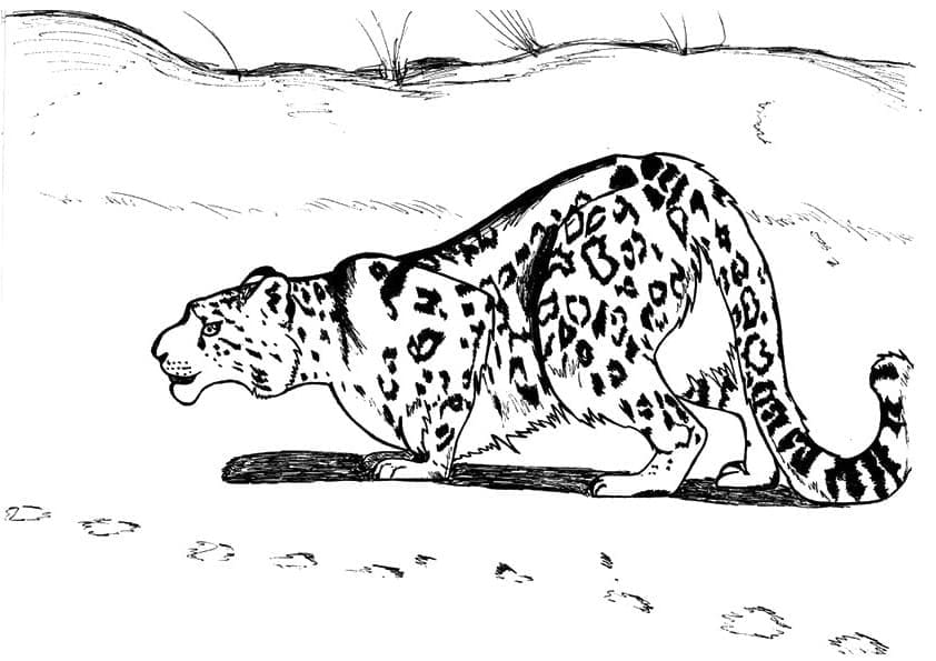 Раскраска Леопард 9