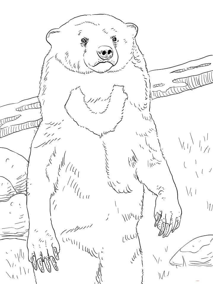 Раскраска Малайский медведь 2