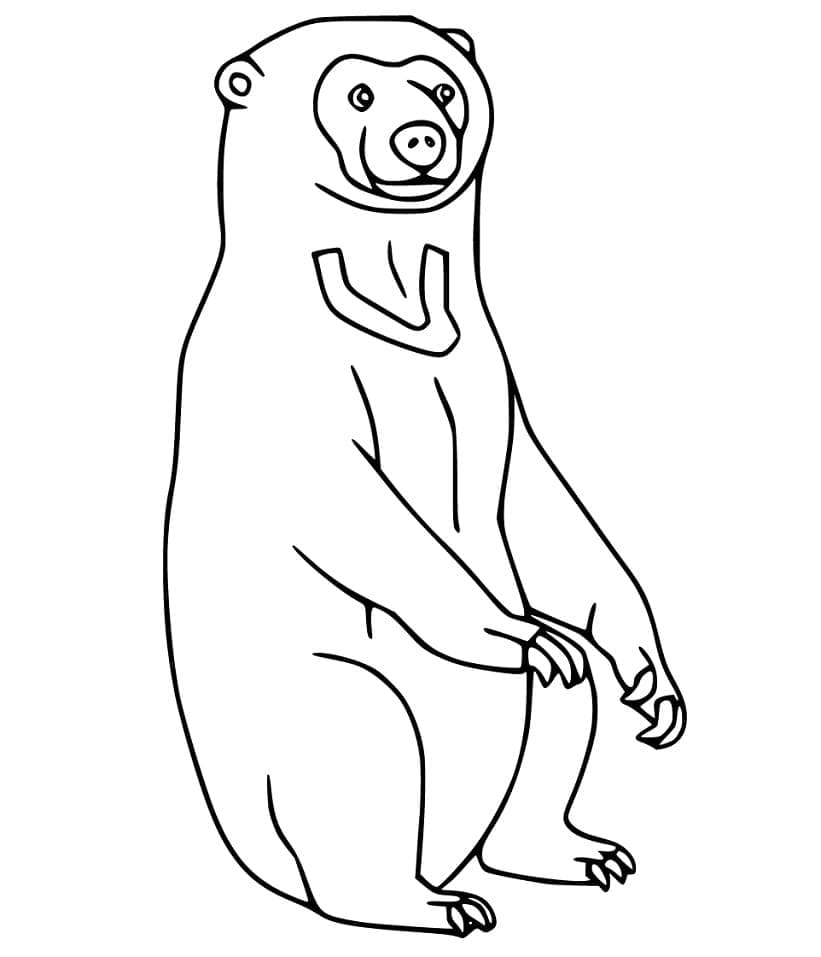 Раскраска Малайский медведь 3