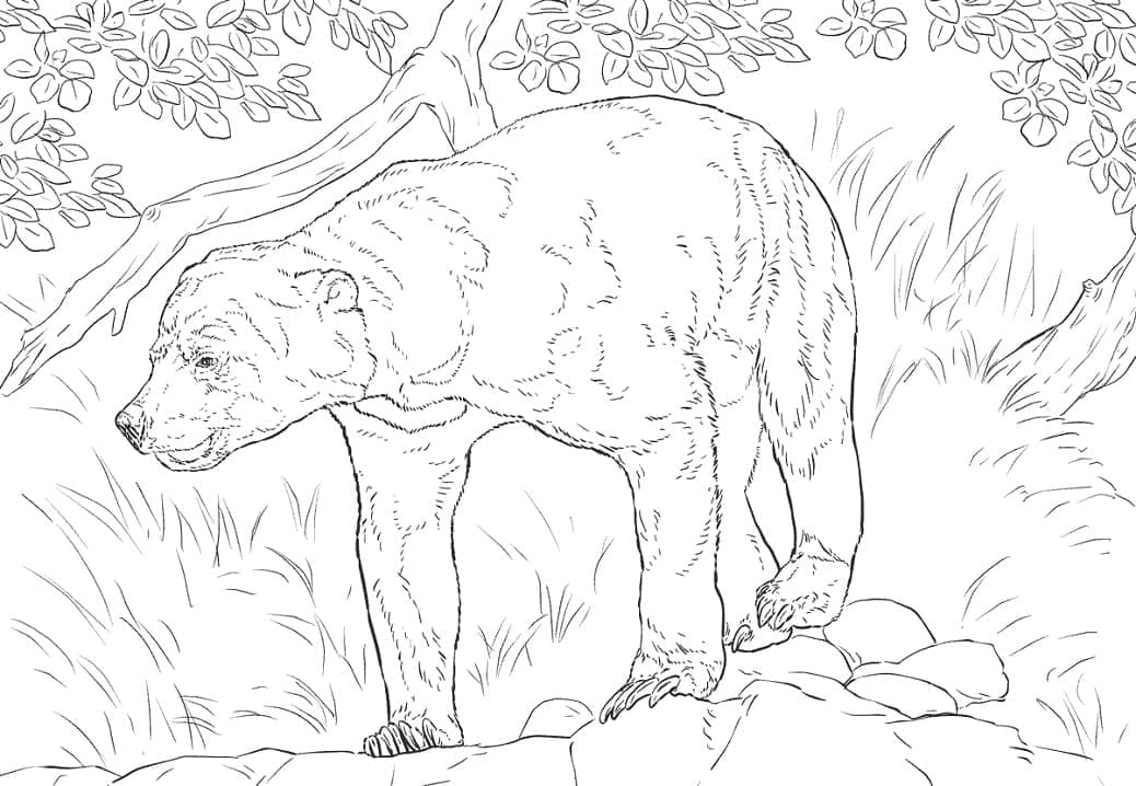 Раскраска Малайский медведь 4