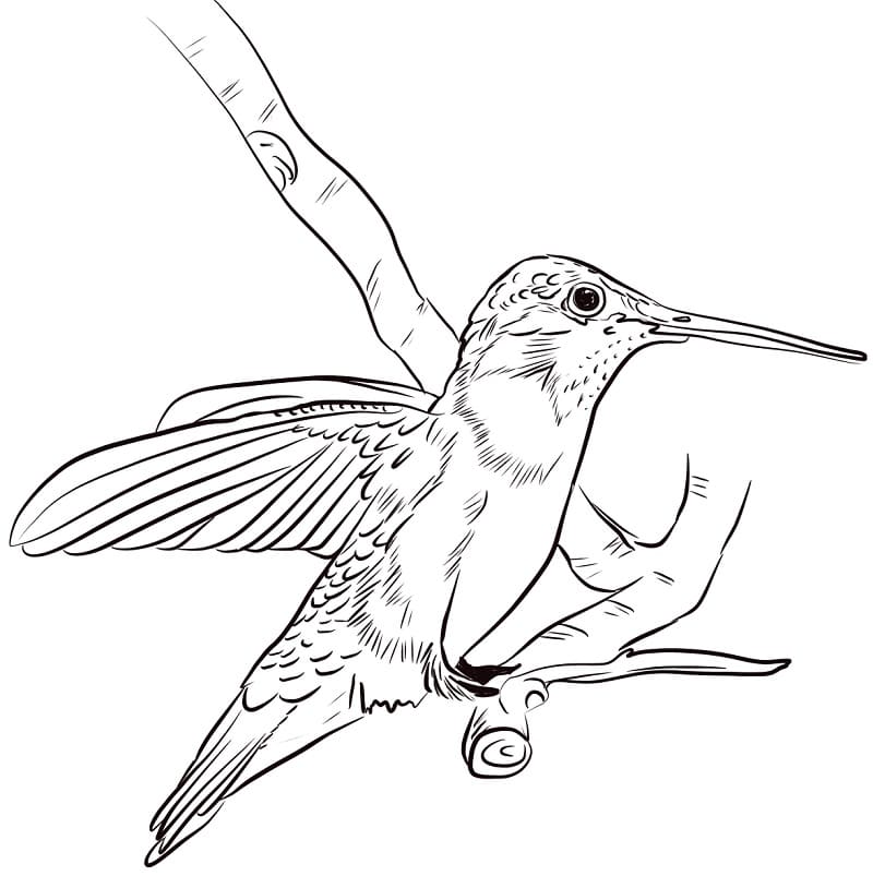 Раскраска милый колибри 3