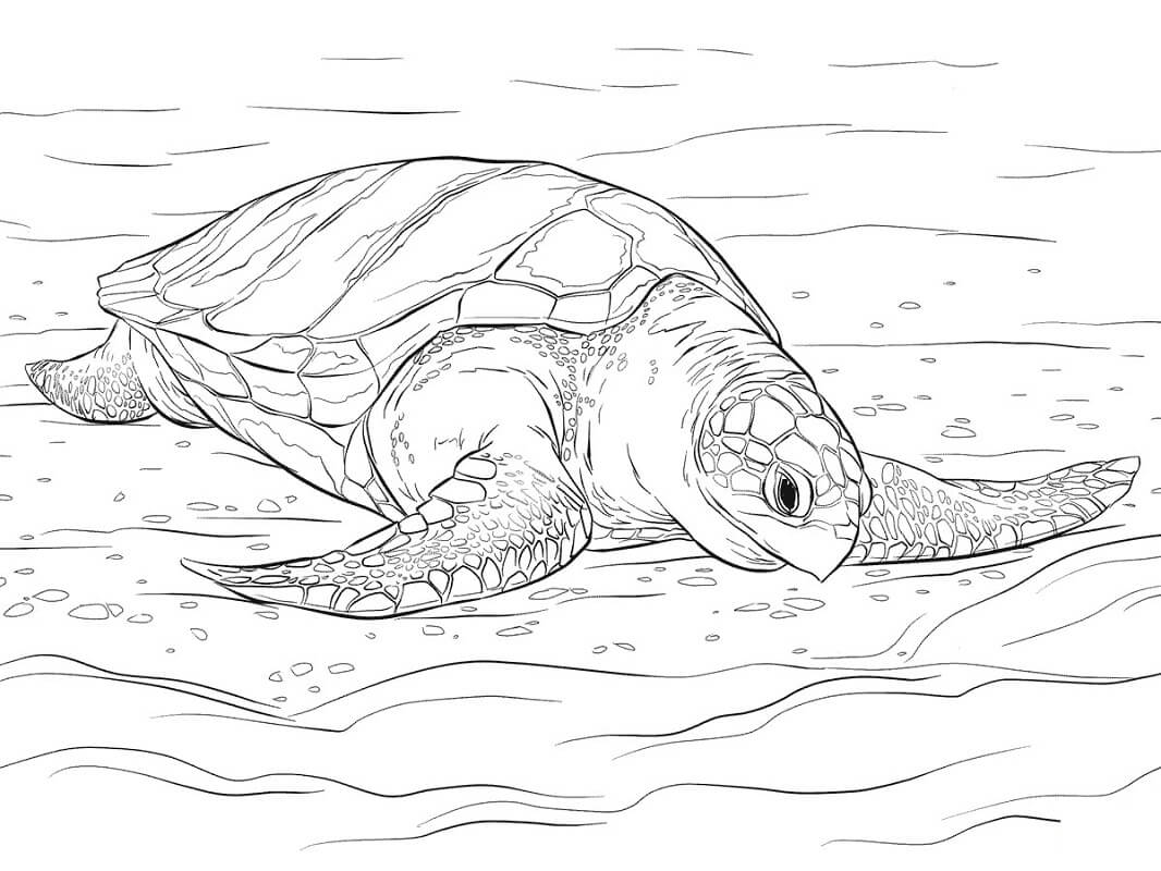 Раскраска морская черепаха 1