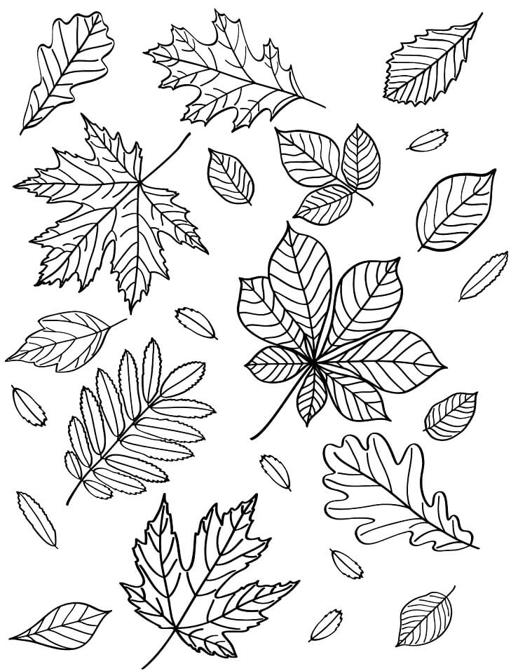 Раскраска Осенние листья 15