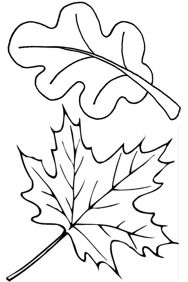 Раскраска листья деревьев