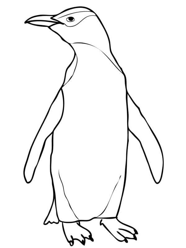 Раскраска Раскраски Пингвины