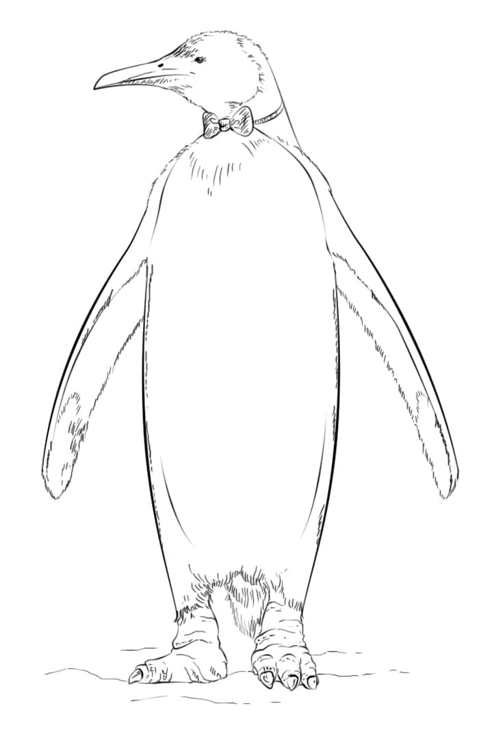 Раскраска пингвин 5