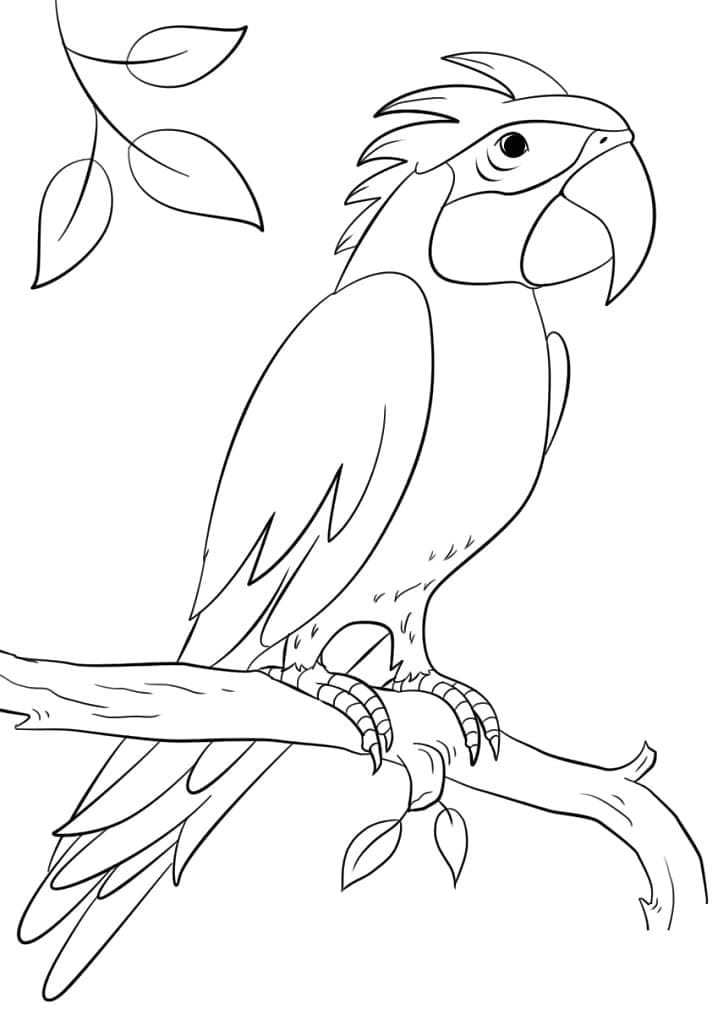 Раскраска Попугай на ветке 1