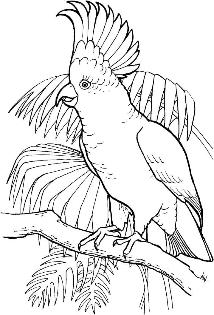 Раскраска Попугай на ветке 3
