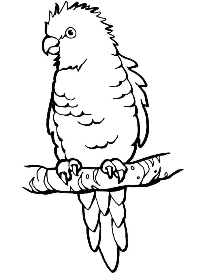 Раскраска Попугай на ветке 4