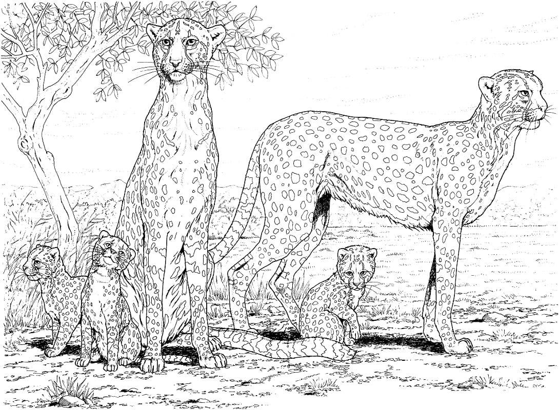 Раскраска Родина гепардів