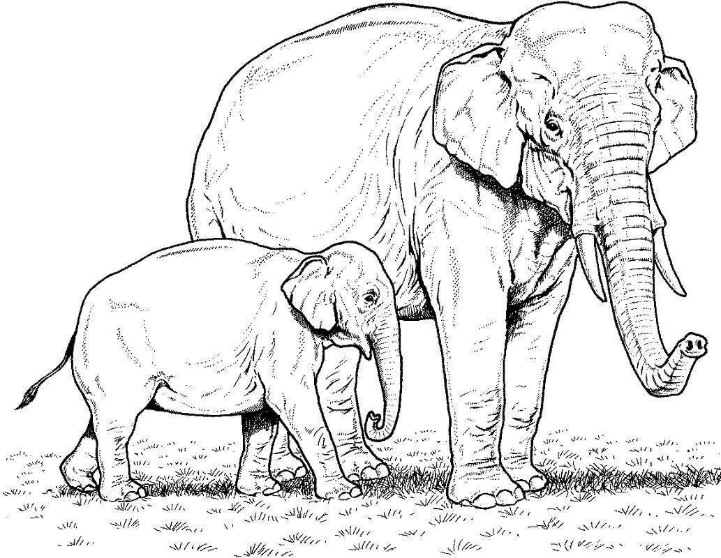 Раскраска Слон, скачать и распечатать раскраску раздела Раскраски онлайн