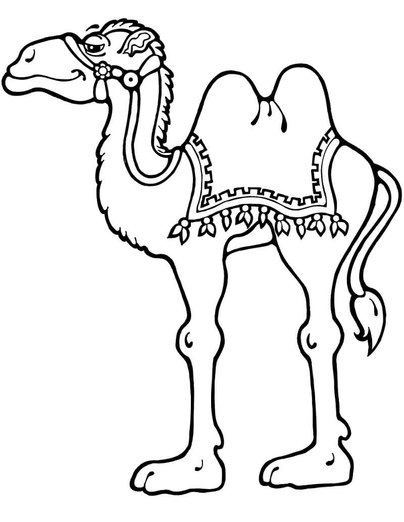 Раскраска смешной верблюд
